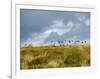 Uk; Yorkshire; a Covey of Grouse Fly Low and Fast over the Heather on Bingley and Ilkley Moor-John Warburton-lee-Framed Photographic Print