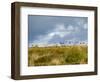 Uk; Yorkshire; a Covey of Grouse Fly Low and Fast over the Heather on Bingley and Ilkley Moor-John Warburton-lee-Framed Photographic Print