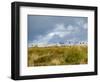 Uk; Yorkshire; a Covey of Grouse Fly Low and Fast over the Heather on Bingley and Ilkley Moor-John Warburton-lee-Framed Photographic Print