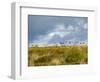 Uk; Yorkshire; a Covey of Grouse Fly Low and Fast over the Heather on Bingley and Ilkley Moor-John Warburton-lee-Framed Photographic Print