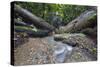 Ula Temburong National Park, Brunei, Borneo, Southeast Asia-Christian-Stretched Canvas