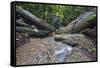 Ula Temburong National Park, Brunei, Borneo, Southeast Asia-Christian-Framed Stretched Canvas