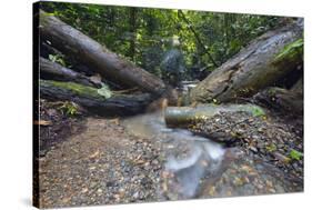 Ula Temburong National Park, Brunei, Borneo, Southeast Asia-Christian-Stretched Canvas