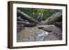 Ula Temburong National Park, Brunei, Borneo, Southeast Asia-Christian-Framed Photographic Print