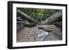 Ula Temburong National Park, Brunei, Borneo, Southeast Asia-Christian-Framed Photographic Print