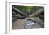 Ula Temburong National Park, Brunei, Borneo, Southeast Asia-Christian-Framed Photographic Print