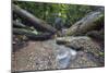 Ula Temburong National Park, Brunei, Borneo, Southeast Asia-Christian-Mounted Photographic Print