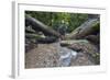 Ula Temburong National Park, Brunei, Borneo, Southeast Asia-Christian-Framed Photographic Print