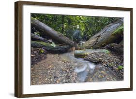 Ula Temburong National Park, Brunei, Borneo, Southeast Asia-Christian-Framed Photographic Print