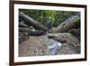 Ula Temburong National Park, Brunei, Borneo, Southeast Asia-Christian-Framed Photographic Print