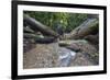 Ula Temburong National Park, Brunei, Borneo, Southeast Asia-Christian-Framed Photographic Print