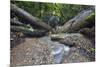 Ula Temburong National Park, Brunei, Borneo, Southeast Asia-Christian-Mounted Photographic Print