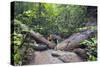 Ula Temburong National Park, Brunei, Borneo, Southeast Asia-Christian-Stretched Canvas