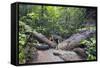 Ula Temburong National Park, Brunei, Borneo, Southeast Asia-Christian-Framed Stretched Canvas