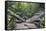 Ula Temburong National Park, Brunei, Borneo, Southeast Asia-Christian-Framed Stretched Canvas