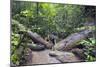 Ula Temburong National Park, Brunei, Borneo, Southeast Asia-Christian-Mounted Photographic Print