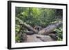 Ula Temburong National Park, Brunei, Borneo, Southeast Asia-Christian-Framed Photographic Print