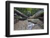 Ula Temburong National Park, Brunei, Borneo, Southeast Asia-Christian-Framed Photographic Print