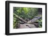 Ula Temburong National Park, Brunei, Borneo, Southeast Asia-Christian-Framed Photographic Print