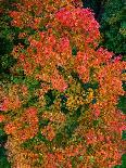 Aerial Fall Foliage View of Rural Village-Uldis Laganovskis-Photographic Print