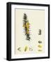 Ulex Eu-Nanus Dwarf Furze-null-Framed Giclee Print