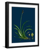 Ulex Eu-Nanus; Dwarf Furze-null-Framed Giclee Print