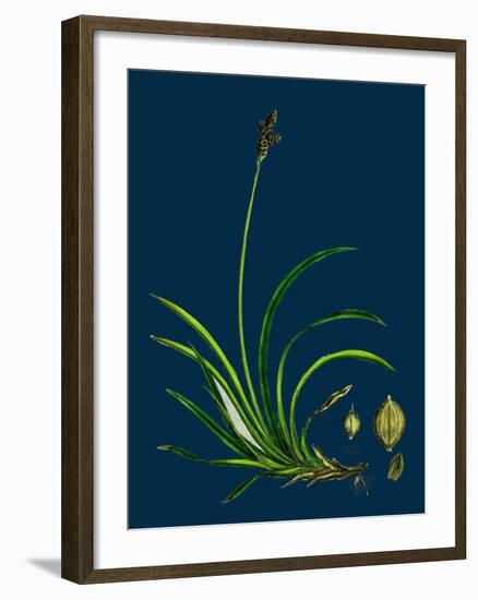 Ulex Eu-Nanus; Dwarf Furze-null-Framed Giclee Print