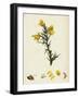 Ulex Europaeus Common Furze-null-Framed Giclee Print