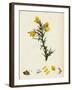 Ulex Europaeus Common Furze-null-Framed Giclee Print