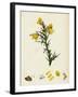 Ulex Europaeus Common Furze-null-Framed Giclee Print