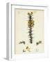 Ulex Gallii Planchon's Furze-null-Framed Giclee Print