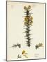 Ulex Gallii Planchon's Furze-null-Mounted Giclee Print