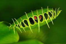 Carnivorous Plant with Trapped Fly-Ulio-Photographic Print