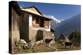 Ulleri Village, 2080 Metres, Annapurna Himal, Nepal, Himalayas, Asia-Ben Pipe-Stretched Canvas