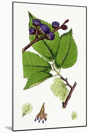 Ulmus Montana Broad-Leaved Elm-null-Mounted Giclee Print