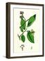 Ulmus Suberosa Var. Glabra Common Elm Var. Y-null-Framed Giclee Print