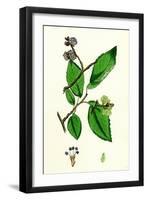 Ulmus Suberosa Var. Glabra Common Elm Var. Y-null-Framed Giclee Print