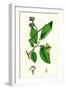 Ulmus Suberosa Var. Glabra Common Elm Var. Y-null-Framed Giclee Print