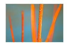 Reflection on the Iowa River No. 2-Ulpi Gonzalez-Framed Photographic Print