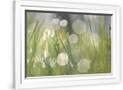 Gramercy White