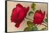 Ulrich Bruner Red Roses-null-Framed Stretched Canvas
