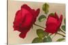 Ulrich Bruner Red Roses-null-Stretched Canvas