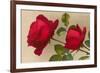 Ulrich Bruner Red Roses-null-Framed Art Print