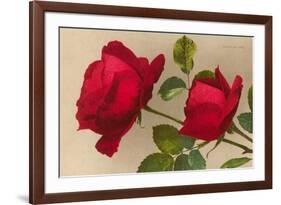 Ulrich Bruner Red Roses-null-Framed Art Print