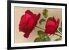 Ulrich Bruner Red Roses-null-Framed Art Print