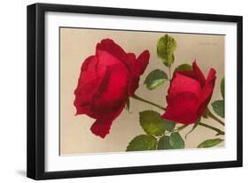 Ulrich Bruner Red Roses-null-Framed Art Print