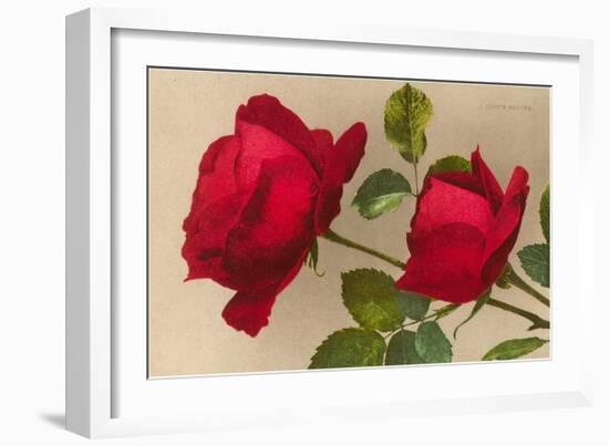 Ulrich Bruner Red Roses-null-Framed Art Print