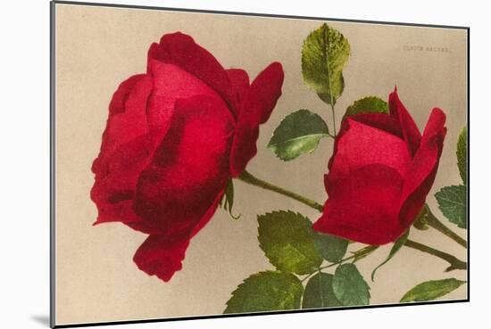 Ulrich Bruner Red Roses-null-Mounted Art Print