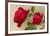 Ulrich Bruner Red Roses-null-Framed Premium Giclee Print