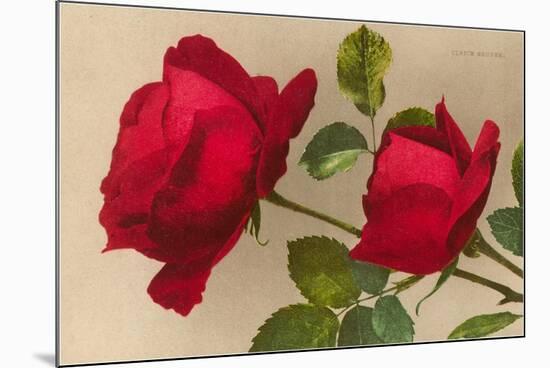 Ulrich Bruner Red Roses-null-Mounted Premium Giclee Print